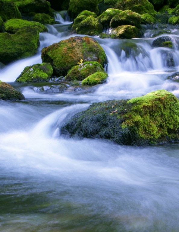 Forest stream running over mossy rocks